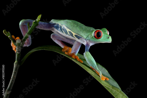 Red-eyed tree frog sitting on branch with isolated background, Red-eyed tree frog (Agalychnis callidryas) closeup on leaves