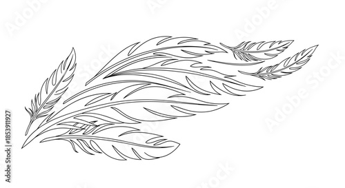 Elegant collection of various bird feathers arranged in a sweeping composition as a black and white line art illustration design.