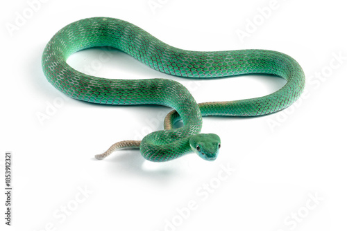 Blue viper snake on white background, Blue viper snake closeup on isolated background, Indonesian viper snake