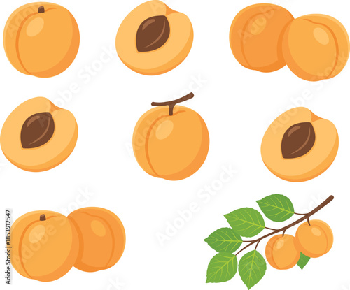 Apricot illustration set, ripe fresh apricots whole sliced with leaves, summer fruit collection isolated on white background, cartoon vector icons