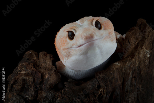 African fat-tailed gecko on wood, African fat-tailed gecko isolated on black background, Close-up amelanistic african fat tail gecko