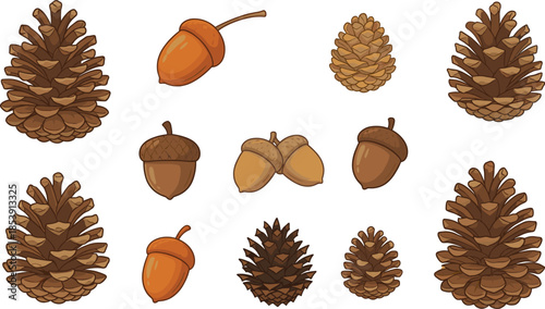 Autumn forest elements illustration set, pine cones acorns seeds, woodland nature collection isolated on white background, cartoon vector design, art
