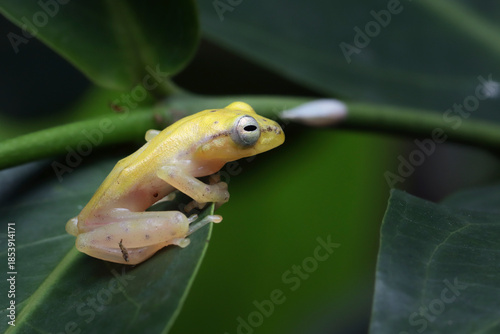 Feihyla vittiger or golden dwarf tree frog on green leaves