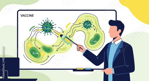 Illustration portraying the mechanism of vaccine action on B cells and T cells by an expert