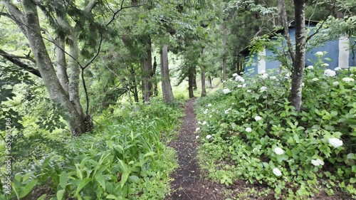 Walking along the forest path on a light rainy day, the ground is damp and covered with green plants.
