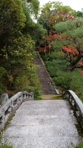 京都、知恩院、寺院、紅葉、黃葉、庭園、歴史的建造物、木造階建、木、日本庭園、秋、青空、光、絶景、写真素材