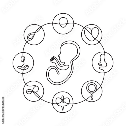 A continuous line drawing depicting stages of fetal development and motherhood