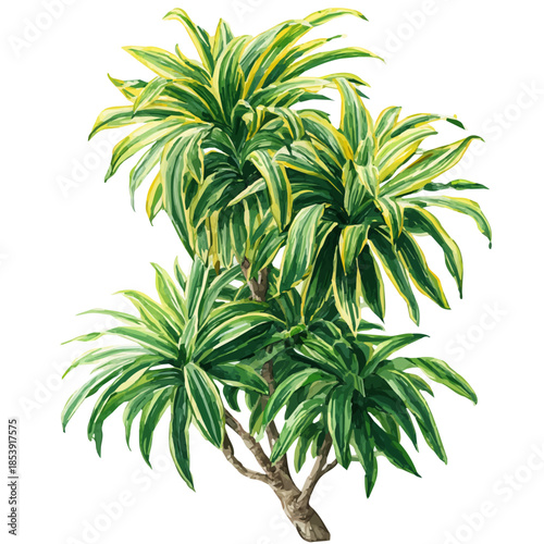 Watercolor painting of Song Of India Dracaena, vector illustration, isolated on white background.