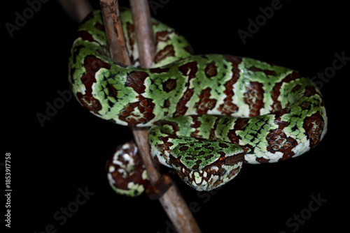 Tropidolaemus laticinctus closeup on branch, Viper snake Tropidolaemus laticinctus closeup on isolated background, Indonesian viper snake