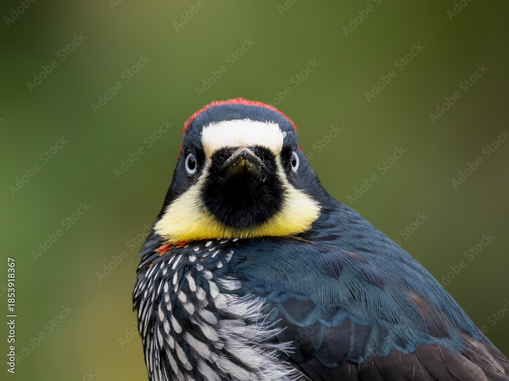 Fototapeta premium Eichelspecht (Melanerpes formicivorus)
