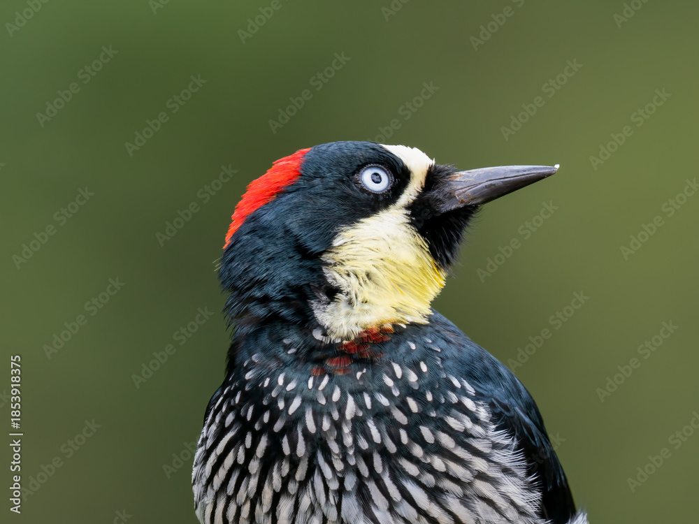 Fototapeta premium Eichelspecht (Melanerpes formicivorus)