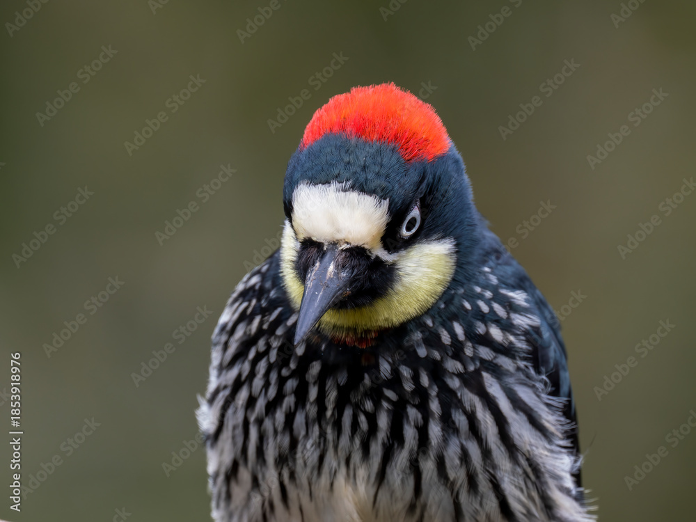 Obraz premium Eichelspecht (Melanerpes formicivorus)