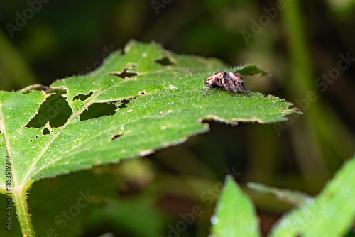 Some leaves with intricate vein patterns and a black insect—a jumping spider—create a delightful contrast with the wild landscape