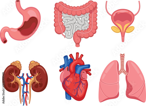 Human internal organs set illustration anatomy medical healthcare biology education digestive urinary respiratory system isolated white cad drawing flat vector illustration