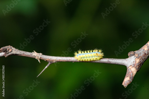 Some leaves with complex leaf vein patterns and a green insect called prickly moth larvae complement the wild landscape