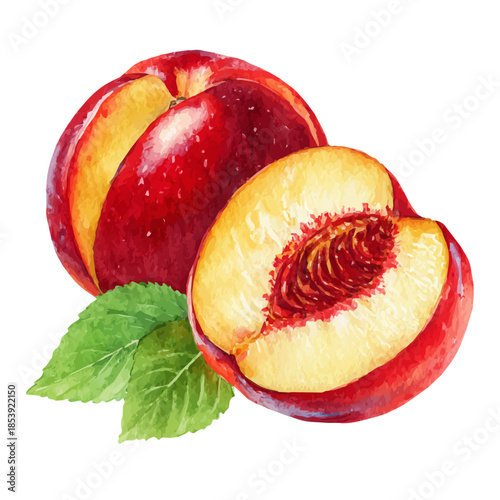Nectarine Slices in watercolor style, vector illustration, isolated on white background.