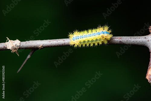 Some leaves with complex leaf vein patterns and a green insect called prickly moth larvae complement the wild landscape