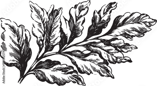 Leaf illustration in vintage sketch style. Black and white botanical vector graphic with detailed texture, creating an elegant visual representation.