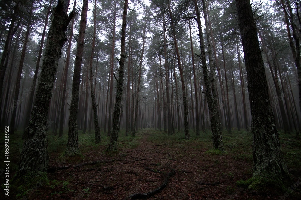 Obraz premium Misty evergreen forest path under gray sky