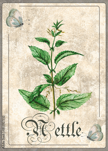 Watercolor Illustration of Nettle Plant, Hand Drawn Botanical Card