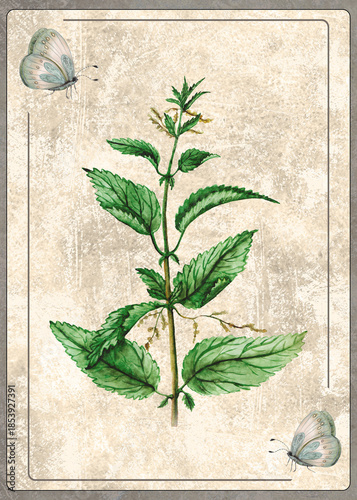 Watercolor Illustration of Nettle Plant, Hand Drawn Botanical Card