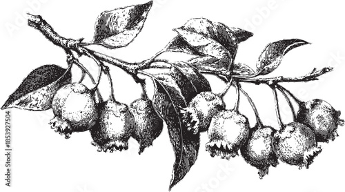 Vintage botanical illustration of berries on a branch with detailed leaves. This realistic vector design showcases intricate line art in black and white.