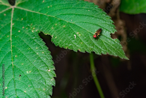 Some leaves with complex leaf vein patterns and a black insect called the parasitic fly complement the wild landscape