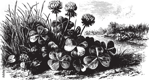 Clover plant with detailed black and white illustration. Vintage botanical artwork showcasing a set of wildflowers near a river in a natural landscape.
