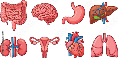 Human internal organs illustration collection, brain heart lungs liver stomach intestines kidneys uterus, medical anatomy icons isolated on white background