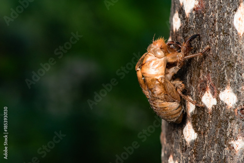 The exoskeleton shed by a cicada nymph during metamorphosis—the cicada skin