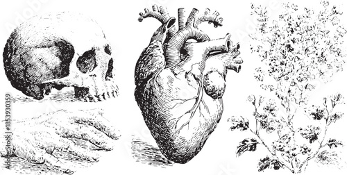 Vector illustration featuring a skull, heart, and hand in a vintage set. This black and white anatomical artwork serves as an educational reference.