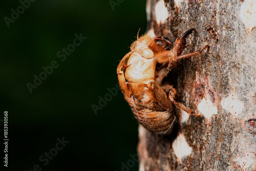 The exoskeleton shed by a cicada nymph during metamorphosis—the cicada skin