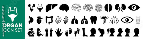 Comprehensive Human Organ Anatomy Icon Set. Featuring Internal human body Organ Silhouettes, Brain and Heart Graphics, Skeletal Systems, Sensory Organs, and Human Body Outlines for Medical.