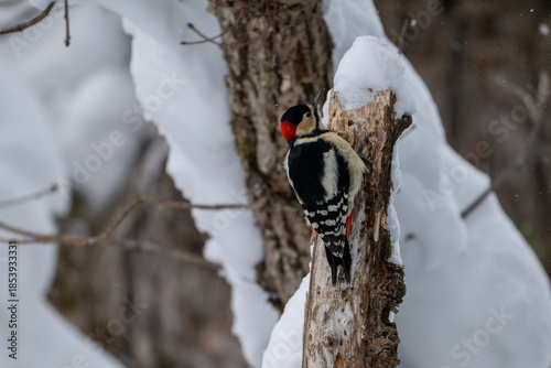 Winter Great Spotted Woodpecker on a Snowy Tree in Hokkaido / Red-capped Woodpecker in a Snow-covered Forest
