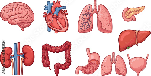 Human internal organs illustration set, brain heart lungs liver stomach intestines kidneys pancreas bladder, detailed medical anatomy icons isolated white
