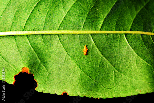 Some plant leaves with complex leaf vein patterns and red spotted ladybugs on them complement the wild landscape