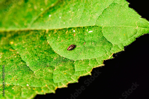 Some plant leaves with complex leaf vein patterns and carpet beetles on them complement the wild landscape