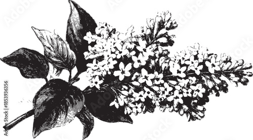 Vintage black and white flower illustration. Detailed botanical design as a vector set.