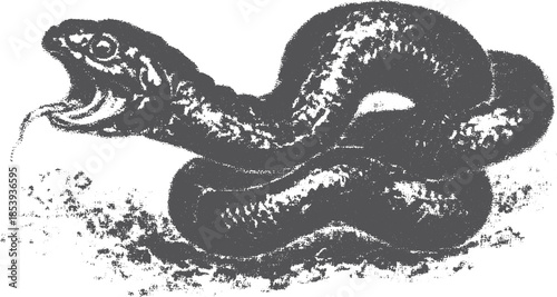 Snake illustration in black and white. Detailed and realistic vector design of a coiled reptile set for various applications.
