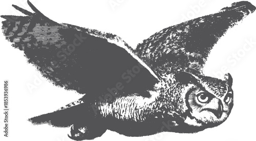 Owl flying with wings spread wide. Vintage black and white vector illustration featuring a detailed graphic design in an elegant style.