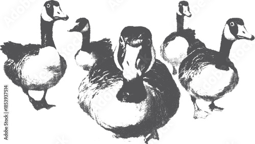 Ducks in a group. Simple vector illustration and bold monochrome graphic in flat style.