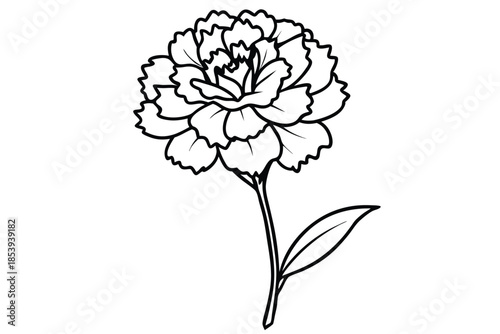 carnation silhouette line art vector illustration with a white background