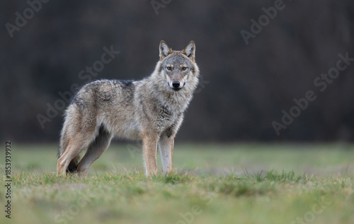 Grey wolf ( Canis lupus ) close up