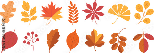 Collection of Autumn Leaves in Various Shapes and Colors fall leaf