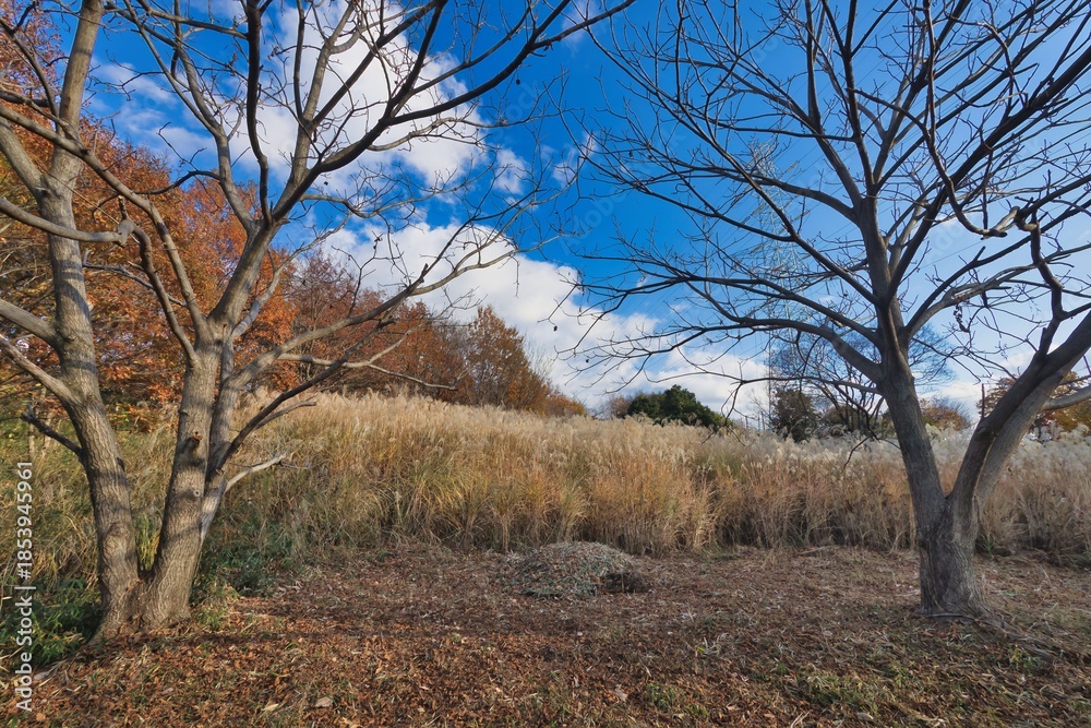 Obraz premium ススキの風景