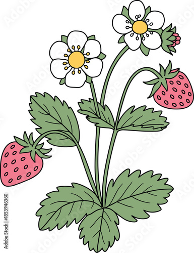 Strawberry Plant with Ripe Berries and White Flowers fruit