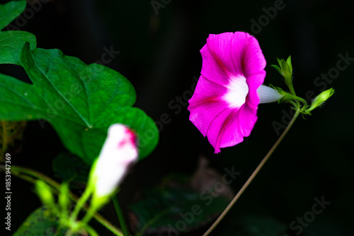 Black background, wild purple red morning glory flowers are blooming, the beauty of nature