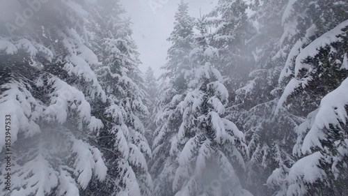 Heavy Snow Falling Gently Through a Serene Winter Forest with Snow-Laden Pine Trees