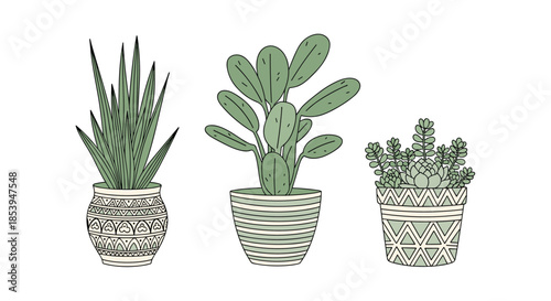 Set of three hand-drawn illustrations of various houseplants in decorative pots including a snake plant and succulents.