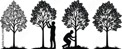 Tree care process, environmental stewardship, human interaction with nature, growth cycle, planting, pruning, nurturing, cad drawing flat vector illustration